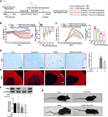 Novel recombinant protein flagellin A N/C attenuates experimental autoimmune encephalomyelitis by suppressing the ROS/NF-κB/NLRP3 signaling pathway